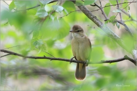 <p>RÁKOSNÍK VELKÝ (Acrocephalus arundinaceus) - Českolipsko --- /Great reed warbler – Drosselrohrsänger/</p>